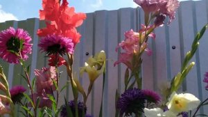 С какими цветами, идеально сочетается астра в вазонах!