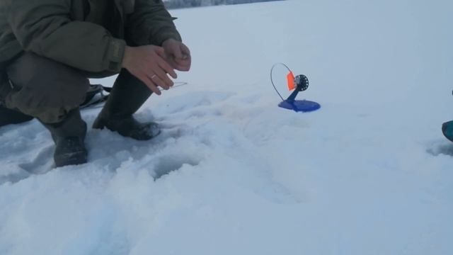 ЛУЧШИЙ ЖИВЕЦ для ловля щуки со льда. Щука на флажки. Зима 2022 года. смотреть онлайн