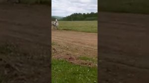 Сабантуй 2019г в Белокатае первое место на Орловском рысаке по Кличке Заказ