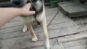 Как отучить собаку от пищевой агрессии?