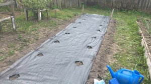 Как сажать клубнику весной в открытый грунт рассадой.