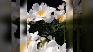 Пион "Белые крылья" и его сеянец.