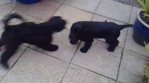 Daisy Mai and Floella Mai Dog Fight