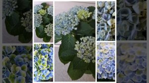 Гортензия Крупнолистная  Magical Revolution Blue /Маджик Революшен Блю/
