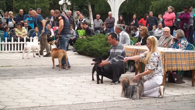 The DOG Show – 2017 - BIS - Отсъждане на породни групи САС Първомай 30 април 2017г. смотреть онлайн