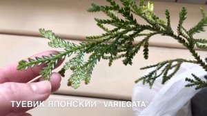 ПОСЫЛКА: ПИХТА БАЛЬЗАМИЧЕСКАЯ “PICCOLO”, ТУЕВИК ЯПОНСКИЙ “VARIEGATA”. ПОСЫЛКА.
