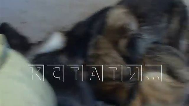 Концлагерь под видом питомника для породистых собак выявили зоозащитники