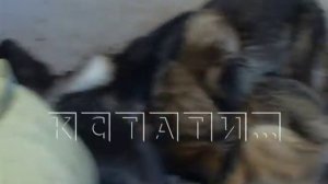 Концлагерь под видом питомника для породистых собак выявили зоозащитники