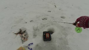 РЫБАЛКА В СУЗУНЕ НА ОБИ, окунь на балансир и плотва на мормышку