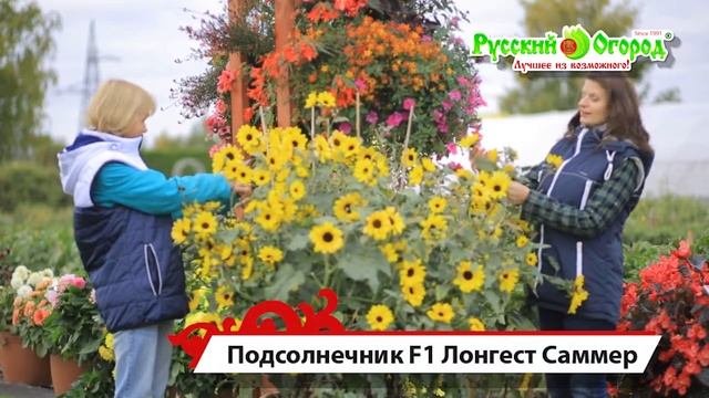 Подсолнечник Лонгест Саммер смотреть онлайн