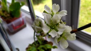 Растения-хищники на подоконнике.Опыление цветов Венериной Мухоловки -Дионеи.