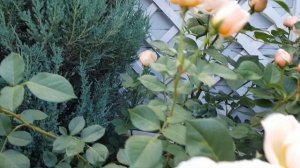 ?????Композиция из роз Остина - Jude the Obscure , Crocus Rose и  розы Gravin Michel d'Ursel?????