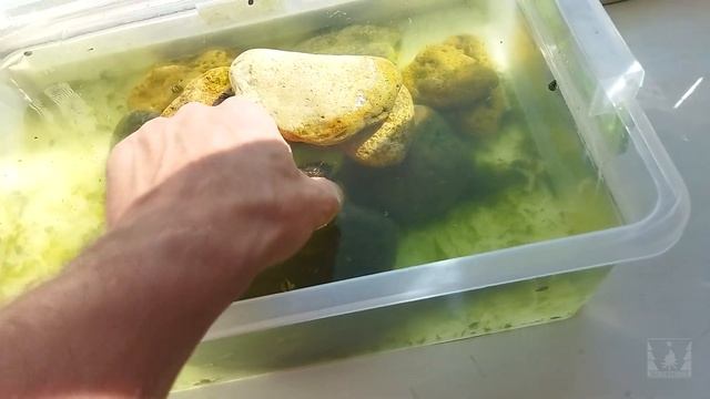 Бюджетное содержание болотной черепахи. Наш опыт смотреть онлайн