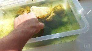 Бюджетное содержание болотной черепахи. Наш опыт