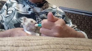 Кормление котят со шприца.