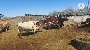 Жизнь в селе#Казахстан#Выгнали телят первый раз на улицу.