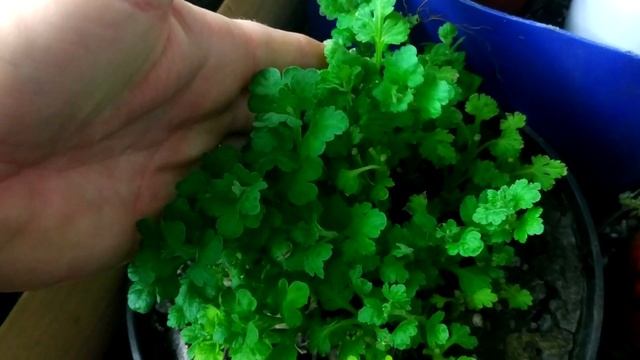 Хризантемы от А до Я Зимой смотреть онлайн