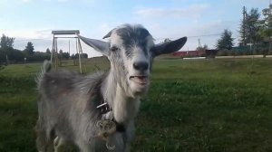 Дикий козёл