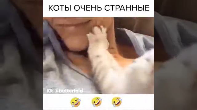 Уровень странности котов! РЖАКА) смотреть онлайн