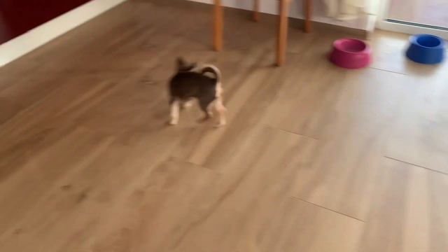 Чихуа мини смотреть онлайн