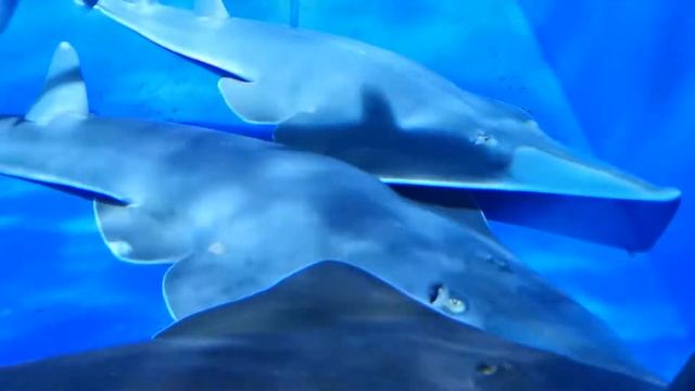 Матвей и Ника посещают аквариум Каттолики! смотреть онлайн