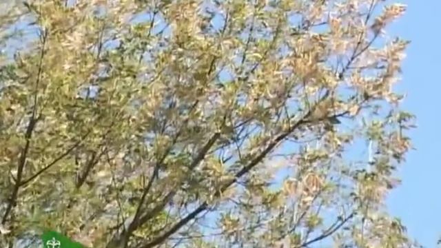 Карантинный вредитель «Американская белая бабочка». 06.09.2016