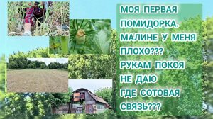 Моя первая помидорка. Малине у меня плохо? Рукам покоя не даю. Где сотовая связь?