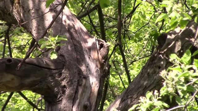 Птенцы Скворца в Мае. смотреть онлайн