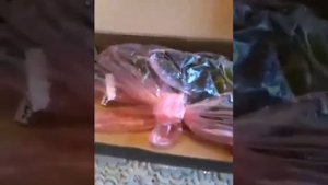 Приїхали черенки цитрусових для прививки.