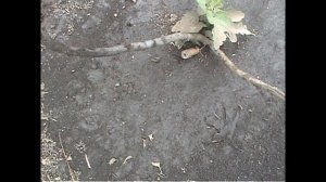 ИНЖИР --обзор трехлетних кустов и приобретенных в прошлом году