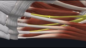 Короткий сгибатель пальцев (m. flexor digitorum brevis) 3D Анатомия