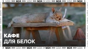 Уличное кафе для белок обустроили в Химках - Москва 24