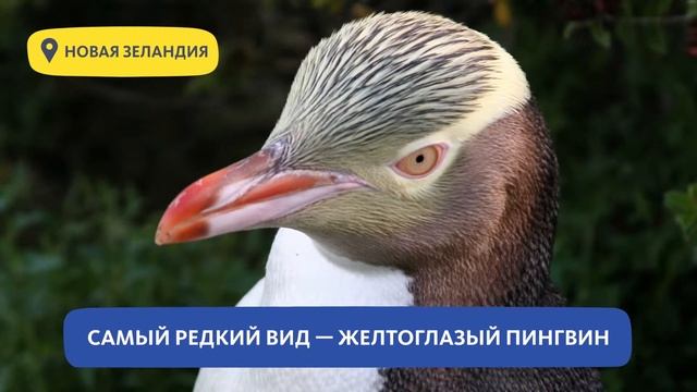 ДЕНЬ ПИНГВИНА смотреть онлайн