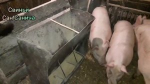 Нипельная поилка для свиней. Бункерная кормушка. Кролики