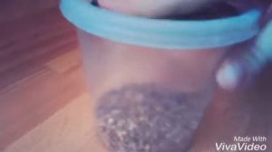 ЧТО НУЖНО ДЛЯ ТОГО ЧТОБЫ ЗАВЕСТИ ХОМЯКА???!