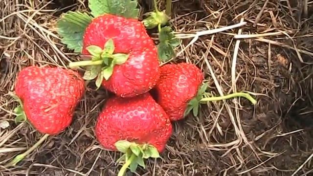 Клубника сорта Нагаоко // Секреты хороших урожаев. смотреть онлайн