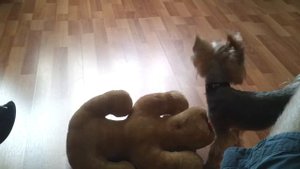 Йорк играет