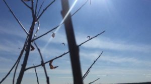 Работает Plurifon