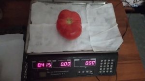 Взвешиваем первые плоды томата КИБО и ФЕНДА!