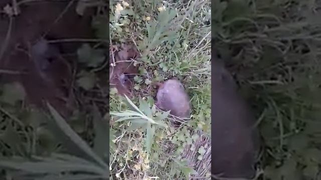 Черепаха откладывает яйца....turtle laid eggs