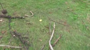 ЯК ВИРОСТИТИ ГРИБ СИНЯ НОЖКА В САДУ!