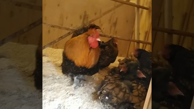 Куры породы орпингтон золотисто окаймленные ЦПКиО Кирова Спб