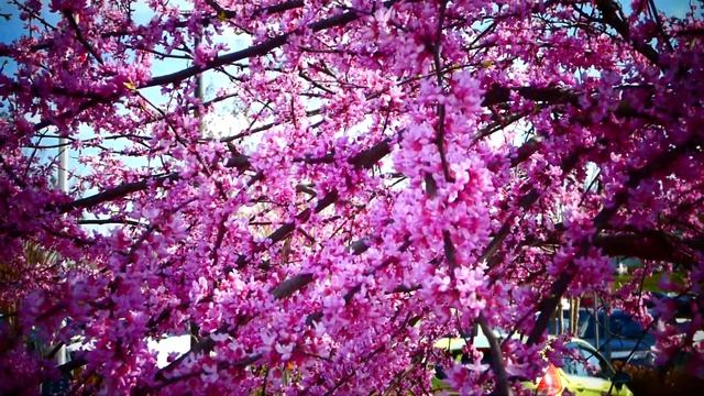 Пришла пора розовому цветению.Церцис канадский . Cercis canadensis.