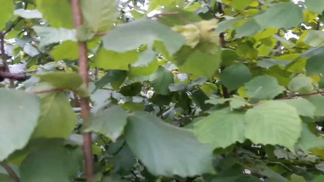 Фундук на даче- урожай 2017 часть 2 смотреть онлайн