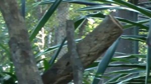 Коала в Зоопарк Чианг Май, Тайланд Chiang Mai zoo,