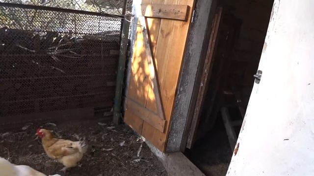 ОЧЕРЕДЬ В ГНЕЗДА ?СДЕЛАЛА СОК? КОРМУШКА ДЛЯ ПТИЧЕК? смотреть онлайн