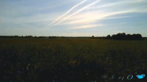 Анатолий Могилевский -  Васильковая канва