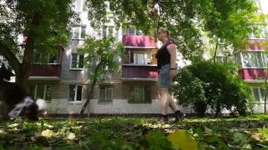 VLOG. Как проходит день с Бордер колли?