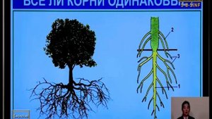 Внешнее и внутреннее строение корня (6-класс ботаника)