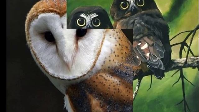 Мое слайд-шоу 3 ###совы рулят))) смотреть онлайн